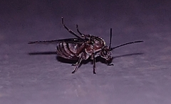 Andricus dentimitratus