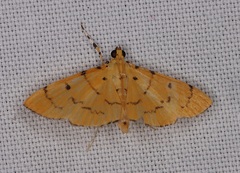 Phaedropsis alitemeralis