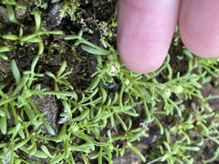 Blennosperma nanum