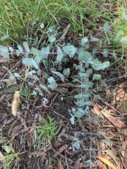 Eucalyptus rubida