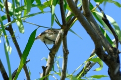 Acanthiza uropygialis