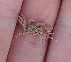 Ocypode occidentalis