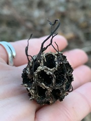 Xylaria liquidambar