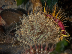 Schizobranchia insignis