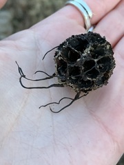 Xylaria liquidambar