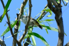 Acanthiza uropygialis