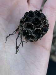 Xylaria liquidambar
