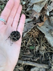 Xylaria liquidambar