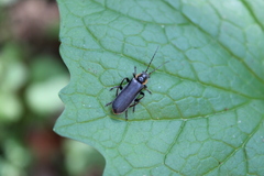 Cantharis obscura