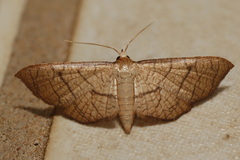 Hypolamprus ypsilon