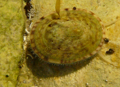 Testudinalia testudinalis