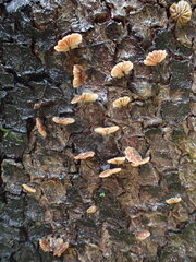 Micromphale arbuticola