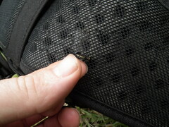 Erythrodiplax basalis