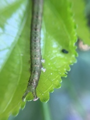 Lepidoptera