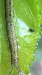 Lepidoptera