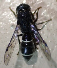 Subancistrocerus