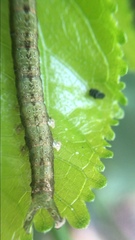 Lepidoptera