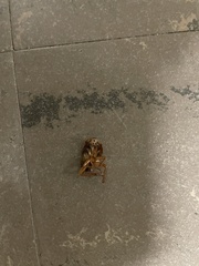 Blattoidae