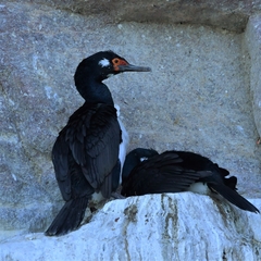 Leucocarbo magellanicus