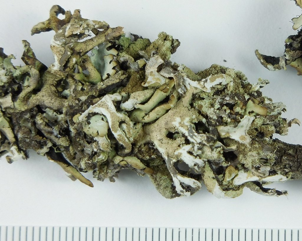Hypogymnia schizidiata