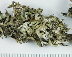 Hypogymnia schizidiata