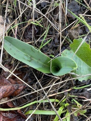Platanthera elegans elegans
