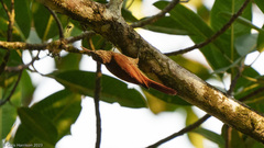 Lepidocolaptes souleyetii