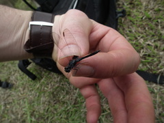 Erythrodiplax basalis