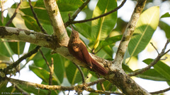 Lepidocolaptes souleyetii