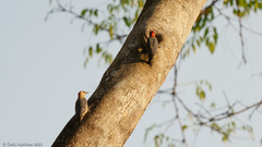 Melanerpes rubricapillus