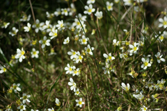 Saxifraga hypnoides