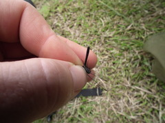 Erythrodiplax basalis