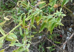 Euphorbia serrata