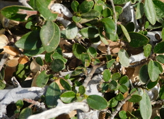 Rhamnus myrtifolia
