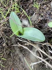 Platanthera elegans elegans