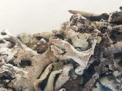 Hypogymnia schizidiata