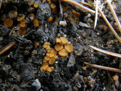 Anthracobia macrocystis