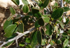 Rhamnus myrtifolia