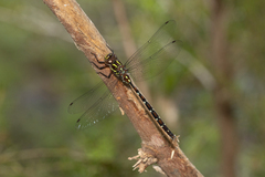 Austroaeschna pulchra