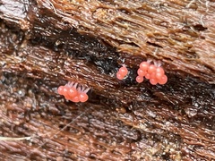 Hemitrichia
