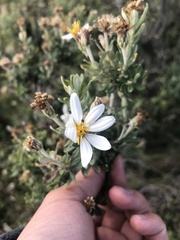 Chiliotrichum diffusum