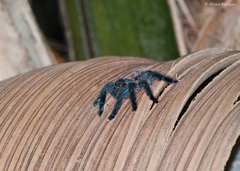 Avicularia avicularia