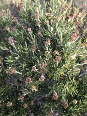 Chiliotrichum diffusum