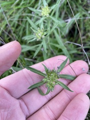 Erysimum franciscanum