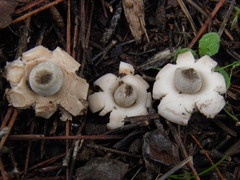 Geastrum elegans