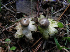 Geastrum marginatum