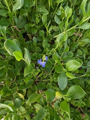 Scaevola calendulacea