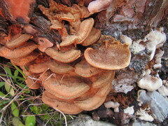 Gloeophyllum trabeum