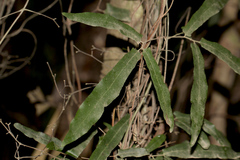 Lygodium reticulatum
