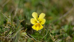 Viola lutea